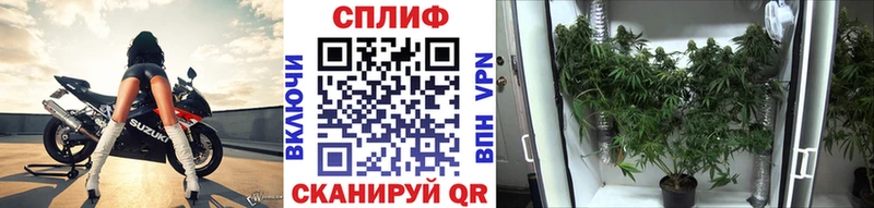 Канабис семена  мега онион  Дорогобуж 